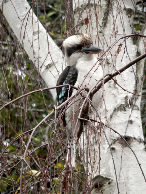KookaburraKookaburras.JPG