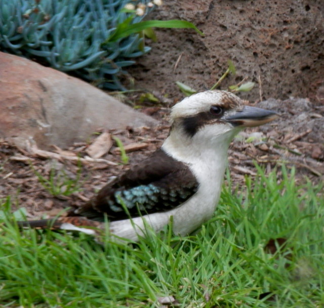 Kookaburra 2Kookaburras.JPG